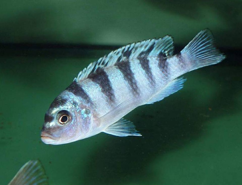 Maylandia lombardoi 'Mbenji Island'